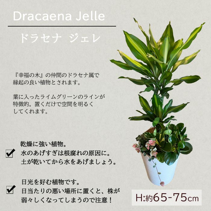 観葉 送料無料 選べる観葉植物 8号数髑髏 ミニ観葉の寄せ植え ドラセナ モンステラ サンセベリア サンスベリア ストレリチア 観葉植物 祝儀 寄贈 付け届け Fkts Cspeducation Com