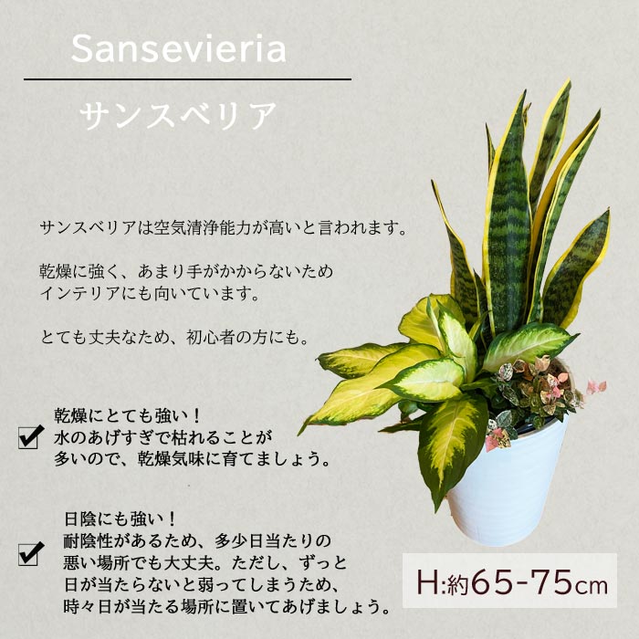 観葉 送料無料 選べる観葉植物 8号数髑髏 ミニ観葉の寄せ植え ドラセナ モンステラ サンセベリア サンスベリア ストレリチア 観葉植物 祝儀 寄贈 付け届け Fkts Cspeducation Com
