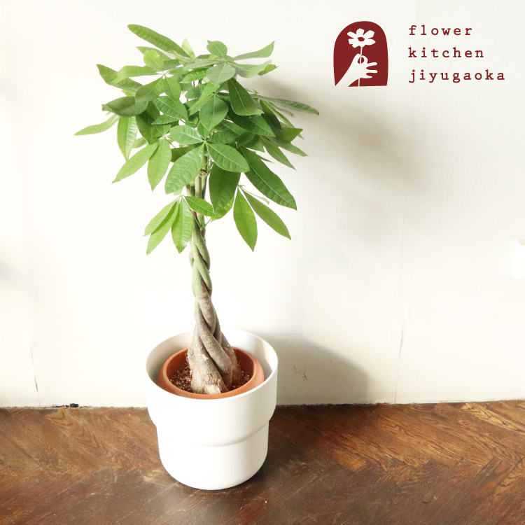 ［現品］1番　パキラ　編み込み　7号　観葉植物　室内　おしゃれ　かわいい　ねじり 現品］F パキラ 編み込み 曲がり 7号 観葉植物 室内 おしゃれ
