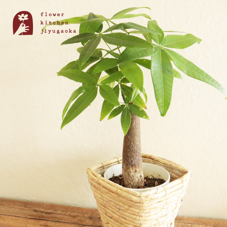 観葉植物 パキラ 5号 四角カゴ 鉢カバー付き観葉植物 育てやすい 鉢植え 販売 誕生日 Fktk 法人 植物 新築祝い ギフト グリーン 引越し祝い インテリア 開店