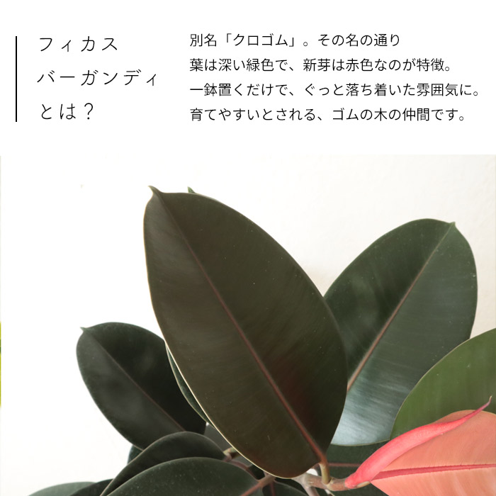 8710円 本命ギフト 観葉植物 曲がり仕立て フィカス バーガンディ 7号 北欧スタイル ローグコルン 鉢カバー クロゴム ゴムの木 育てやすい 鉢植え 誕生日 開店 引越し祝い 新築祝い インテリア 植物 グリーン ギフト 法人 Fktk