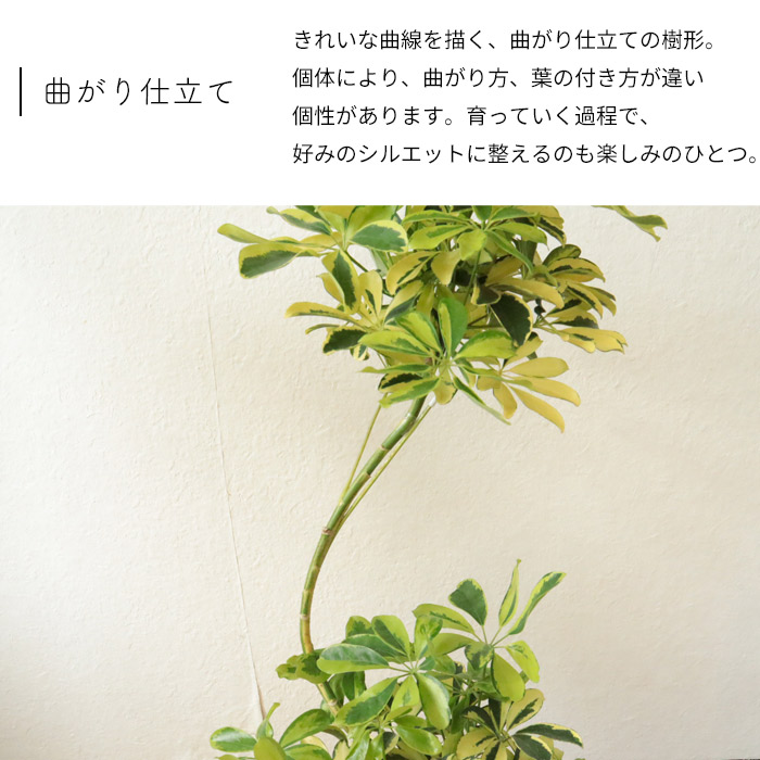 22 新作 観葉植物 曲がり仕立て シェフレラ ハッピーイエロー 7号 北欧スタイル ローグコルン 鉢カバー観葉植物 カポック 育てやすい 鉢植え 誕生日 開店 引越し祝い 新築祝い インテリア 植物 グリーン ギフト 法人 Fktk Fucoa Cl