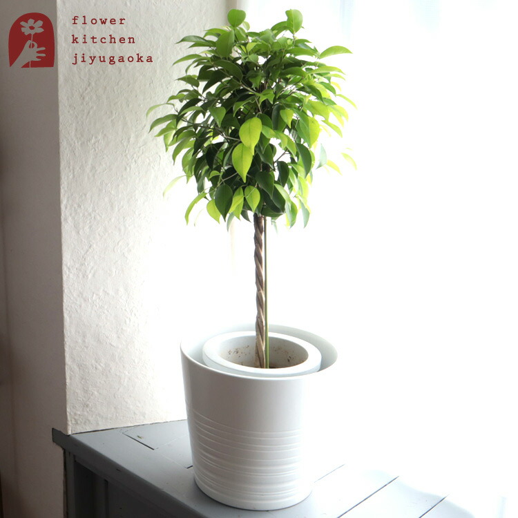 観葉植物 ベンジャミン 7号鉢 Ikeaモスコット 鉢カバー Ikea モスコット Muskot 3 0 06北欧 インテリア バスケット 鉢植え 販売 誕生日 開店 引越し祝い 新築祝い 植物 グリーン ギフト 法人 Fktk 超格安価格