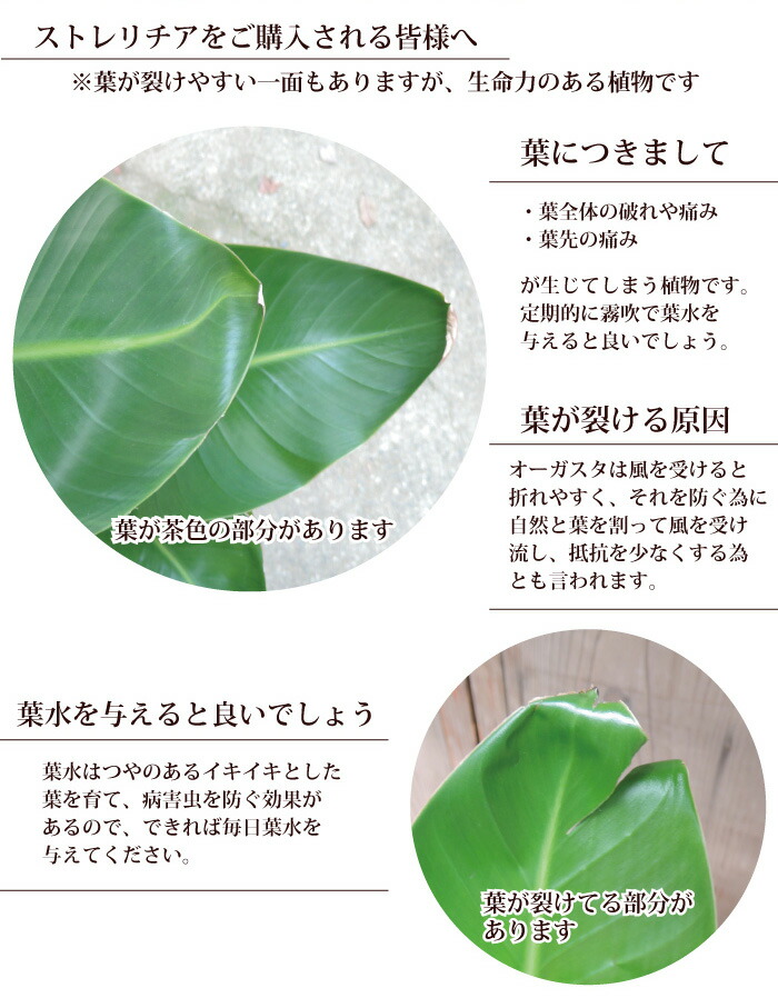 送料無料 観葉 ストレリチレギネ 6号鉢 クレイスクエアテラメント鉢 ヤシ繊維付 観葉植物 ギフト プレゼント ストレリチア レギネ 極楽鳥花 苗木 鉢植え 販売 誕生日 開店祝 移転祝 新築祝 引越祝 結婚祝 新生活 インテリア Fktk Giosenglish Com