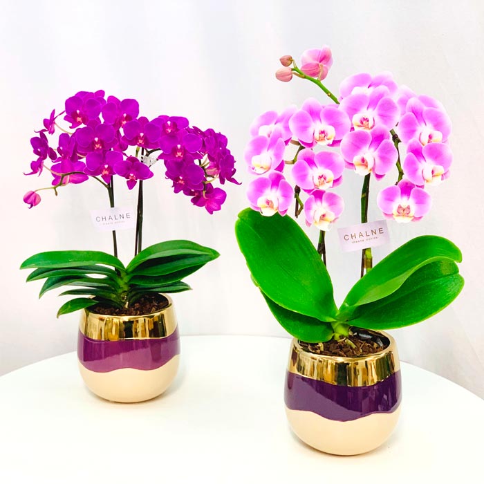 産地直送の花ギフト Mix シャルネ鉢 4 5号2f 赤紫鉢 椎名洋ラン園こだわりの胡蝶蘭 高級コチョウランお祝い 誕生日 還暦 卒寿 米寿 白寿 記念日 お礼 挨拶 記念品 お歳暮 お中元 プレゼント 贈り物 花 ギフト Psicologosancora Es