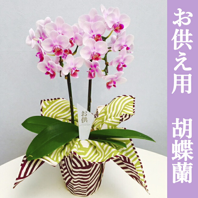 産地直送の花ギフト A 324 ミディ胡蝶蘭 2本立ち お供え用 風呂敷包み 4号 陶器鉢入り 椎名洋ラン園の胡蝶蘭 高級胡蝶蘭お祝い 誕生日 記念日 お礼 挨拶 記念品 プレゼント ギフト 内祝い 花 ギフト septicin Com