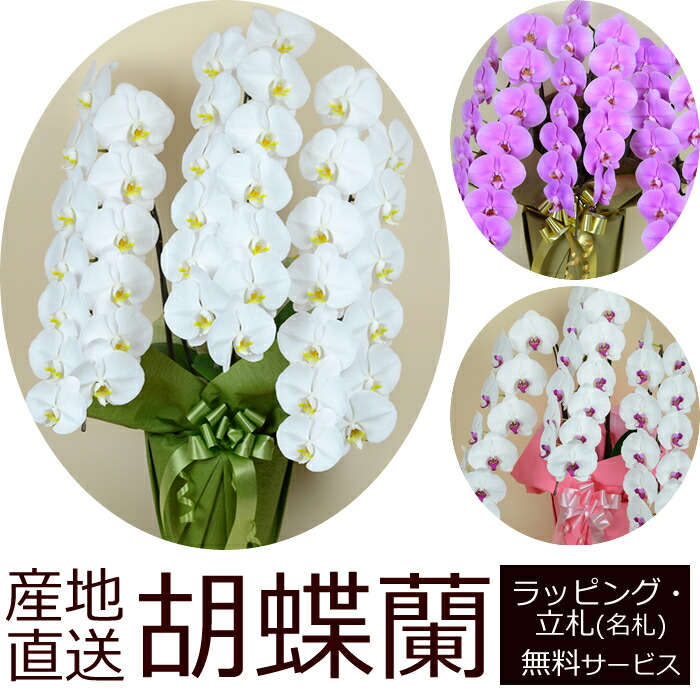 【送料無料】産地直送！胡蝶蘭の鉢植え【3本立て39輪以上】開店祝い・開業祝い・周忌法要・法人贈答などにおすすめ！お歳暮 お年賀にも【ヤマト運輸でお届け】【画像配信】｜花の専門店 行きつけのお花屋さん