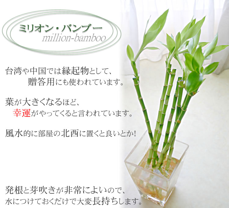 楽天市場 敬老の日のお祝いに 万年竹 ミリオンバンブー を使ったラウンドスタイルのアレンジメント Million ミリオン アレンジメントフラワー 送料無料 開運竹 花 お祝い お見舞い 花の専門店 行きつけのお花屋さん
