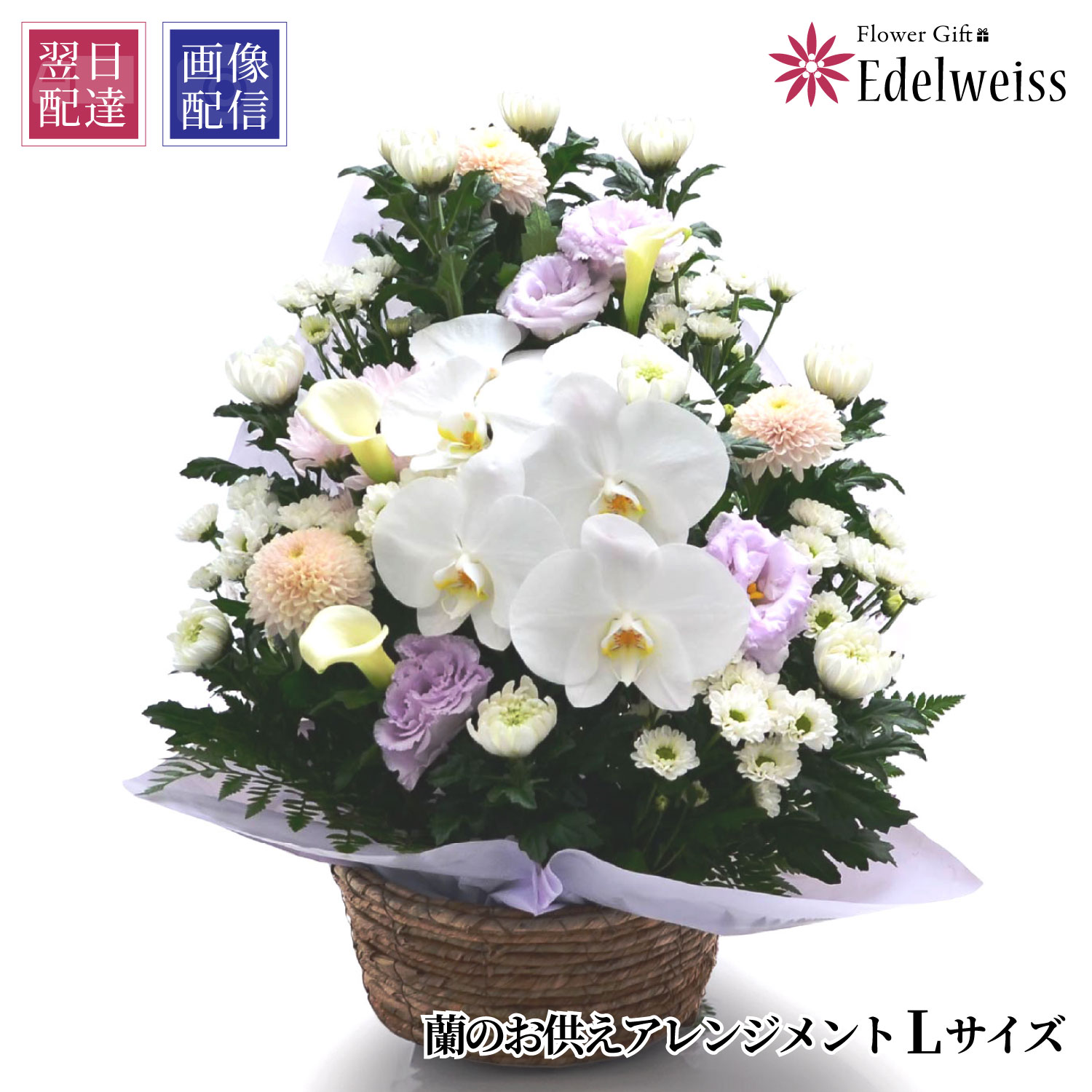 お供え 花 供花 蘭 アレンジメント お悔み お供え物 枕花 初七日 命日 四十九日 一周忌 三回忌 故人 御供 供養 法事 法要 ペット 花 仏花 生花 エーデルワイス お悔やみの花 蘭のお供え花 アレンジメント L