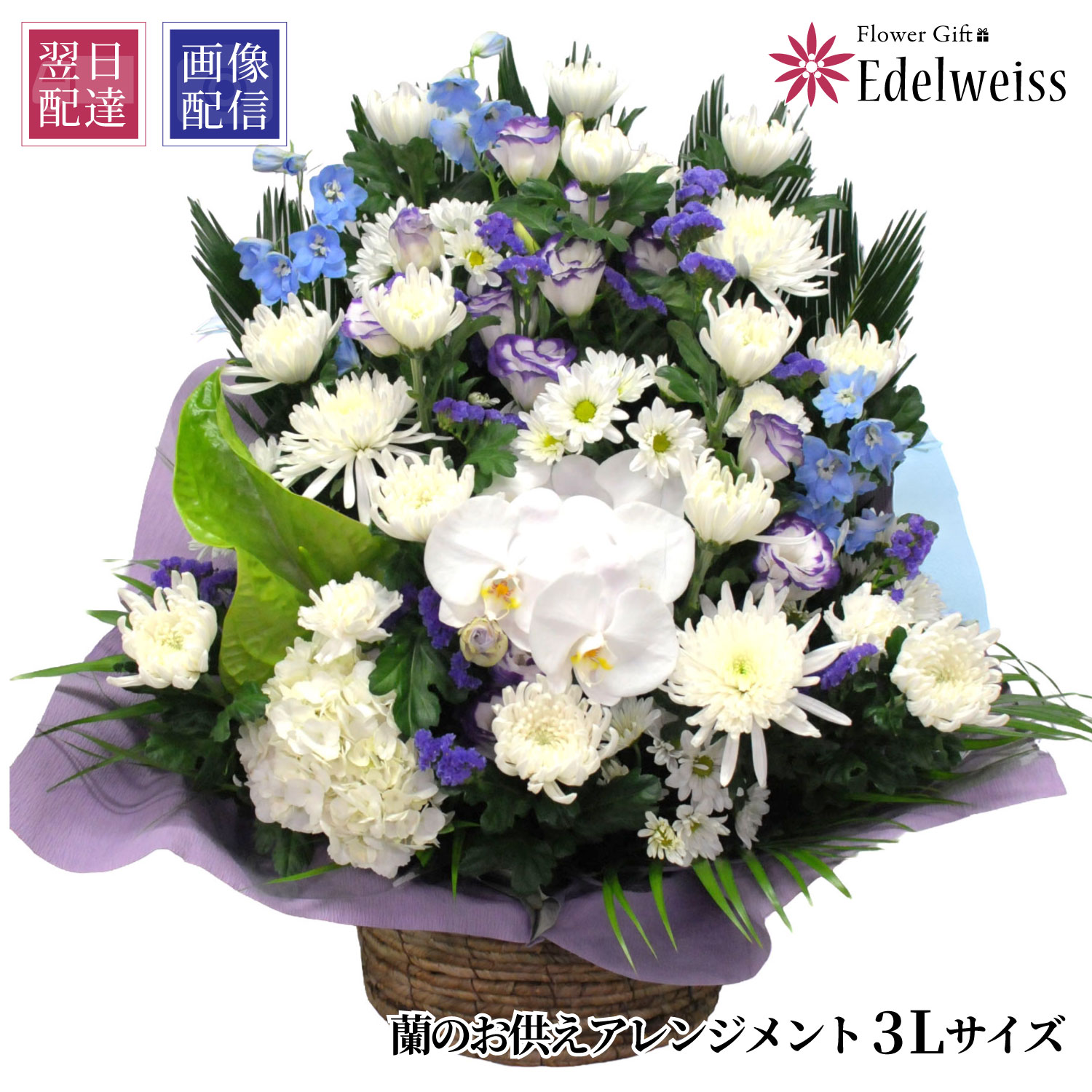 【最短 またの日お届け 12時まで】 お供え 花 供花 蘭 申し合わせ お自責の念 雅びやか 麗しさのある 晴れ晴れしい お供物 枕花 初七日 命日 四十九日 一周忌 三回忌 不帰の客 付き添い人 供養 法事 法要 愛玩動物 花 仏花 生け花 エーデルワイス お悔やみの花 蘭のお供え花 申し合わせ 3L大きさ