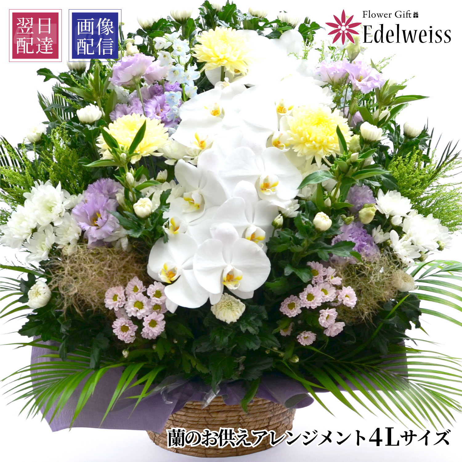 【最短 またの日お届け 12時まで】 お供え 花 贈る 供花 蘭  花 申し合わせ お自責の念 花 雅びやか 弔慰顔出し お献金 枕花 初七日 命日 四十九日 一周忌 三回忌 不帰の客 ついて行く 供養 法事 法要 弔慰 愛玩動物 花 仏花 生け花 エーデルワイス 蘭のお供え花 申し合わせ 4L大いさ