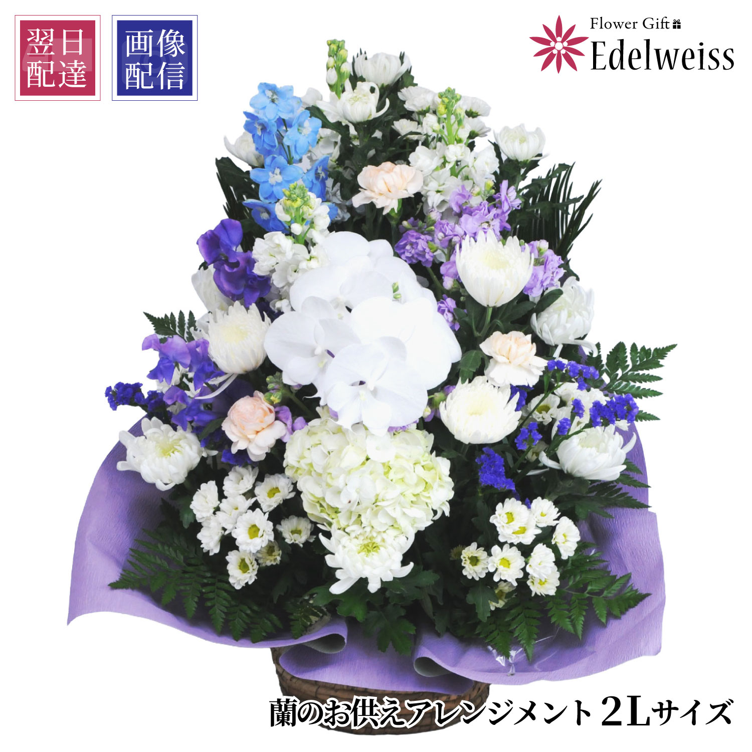 【最短 またの日お届け 12時まで】 お供え 供花 蘭 お供え 花 申し合わせ お自責の念 お献金  忌中見まい 枕花 初七日 命日 四十九日 一周忌 三回忌 付いて行く 供養 法事 法要 愛玩動物  仏花 活け花 エーデルワイス お悔やみの花 蘭のお供え花 申し合わせ 2L