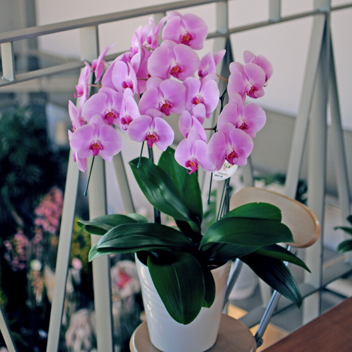 Phalaenopsis Orchid Flower Gift 3 Books Large Flowered Pink L Size Opening Celebrate Celebration Celebrations Moved Phalaenopsis Orchid Flower Gift 3 Books Large Flowered Pink L Size Opening Celebrate Celebration Celebrations Moved