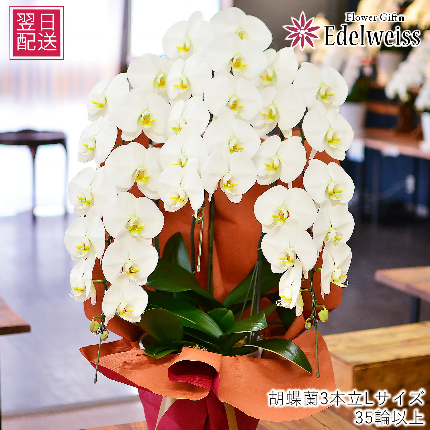 夢見鳥蘭 大輪 3本立ち 祝賀会 花 御花 差し上げ物 開店祝賀会 開業祝賀会 移し替える祝賀会 入会祝賀会 差し上げ物 還暦 退位 取り立て 叙勲 お供え エーデルワイス 夢見鳥蘭 3本立 白系 L大きさ 35輪以上
