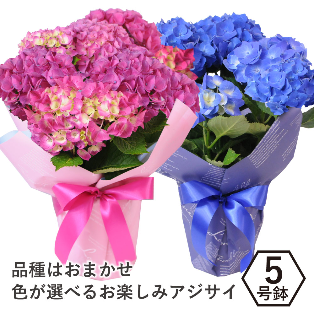楽天市場】プレゼント アジサイ 鉢植え 5号 おまかせ ピンク ブルー 母