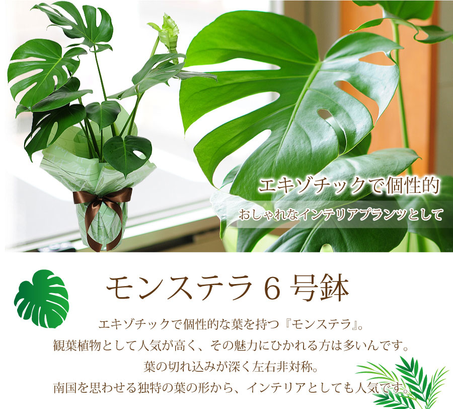 観葉植物モンステラ6号鉢