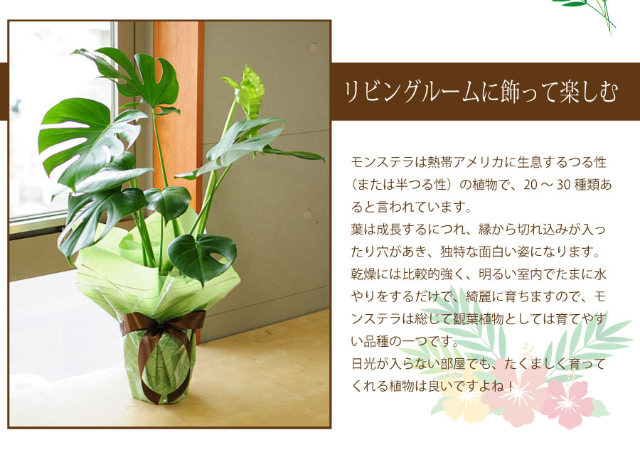 観葉植物モンステラ6号鉢