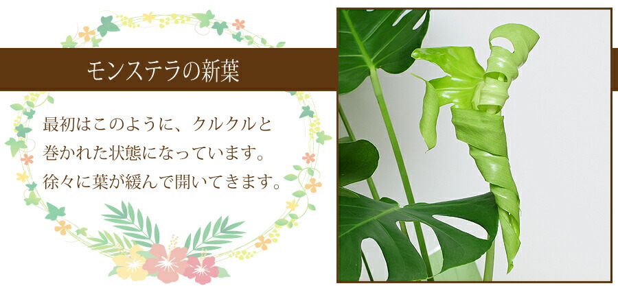 観葉植物モンステラ6号鉢