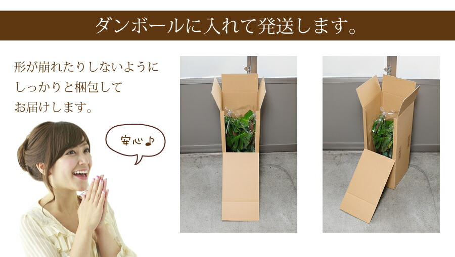 観葉植物モンステラ6号鉢