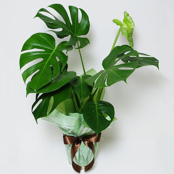 観葉植物モンステラ6号鉢