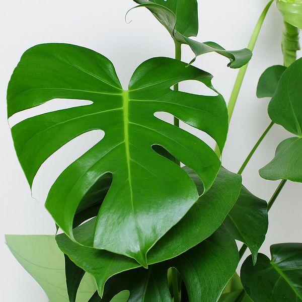 観葉植物モンステラ6号鉢