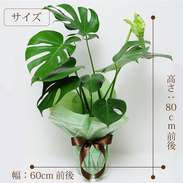 観葉植物モンステラ6号鉢