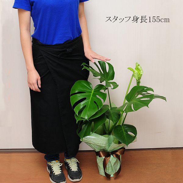 観葉植物モンステラ6号鉢