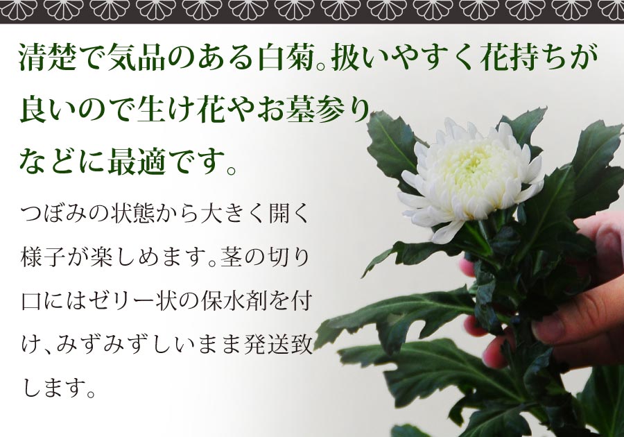 お盆 お彼岸 お供え 仏花 供花 お供え花 即日 お悔やみ 悔やみの花 白い菊本セット Timgroomarchitects Com