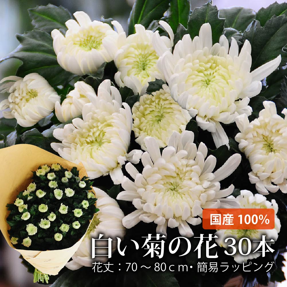 お盆 お彼岸 お供え 仏花 供花 お供え花 即日 お悔やみ 悔やみの花 白い菊30本セット Srmdelhi Org