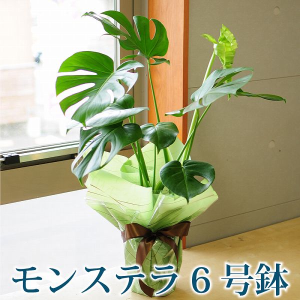 観葉植物 新築祝い 観葉 花 ギフト 誕生日 プレゼント 観葉植物 モンステラ 6号鉢 送料無料 バースディ 結婚祝 結婚記念日 開店祝い 移転祝い 新築祝い おしゃれ インテリア 室内 Gmofwi Com