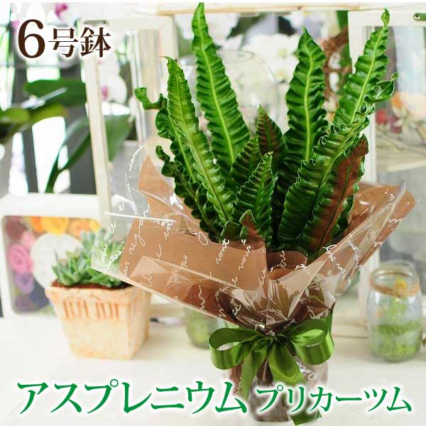アスプレニウム プリカーツム 6号鉢 観葉植物 鉢花贈る 贈り物 あす楽対応 送料無料 お花宅配 観葉植物宅配 観葉植物配送開店祝い 移転祝い 新築祝い おしゃれ インテリア 室内 Giosenglish Com