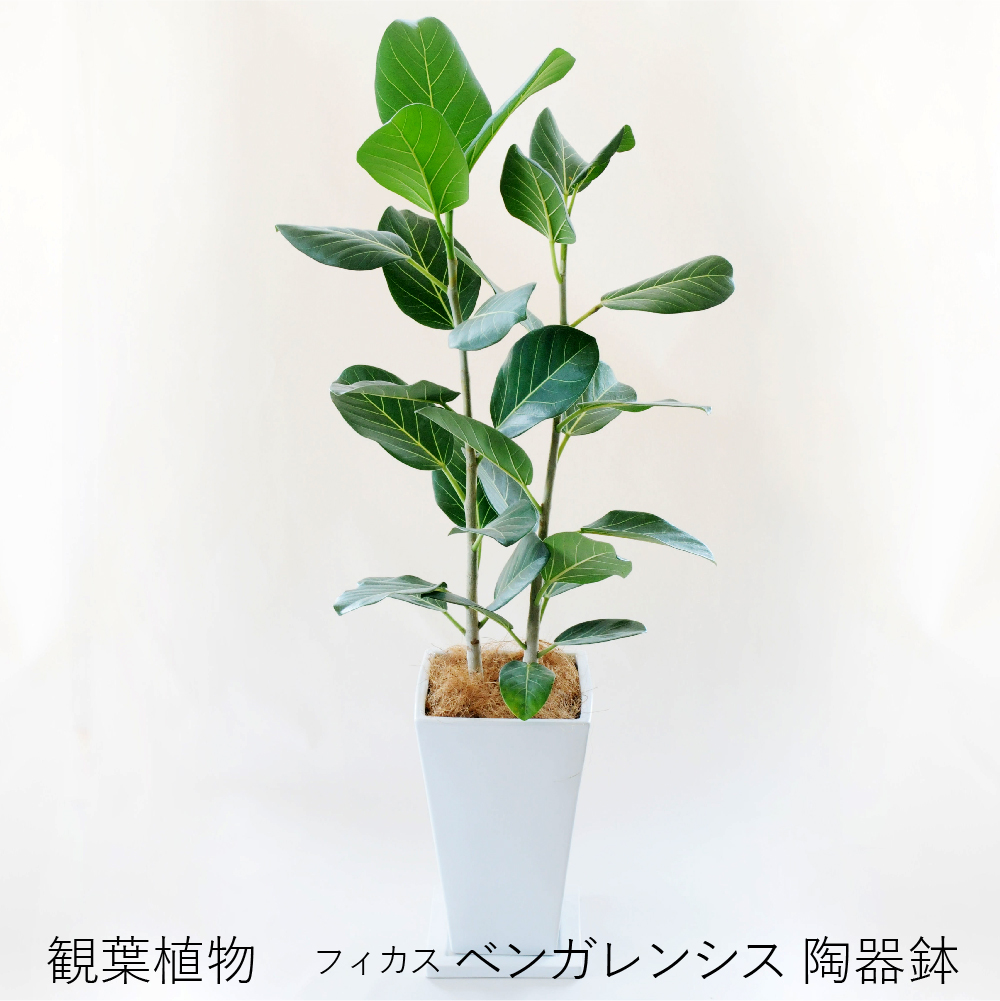 楽天市場】観葉植物 室内用 開店祝い 鉢花贈る 贈り物 送料無料 花