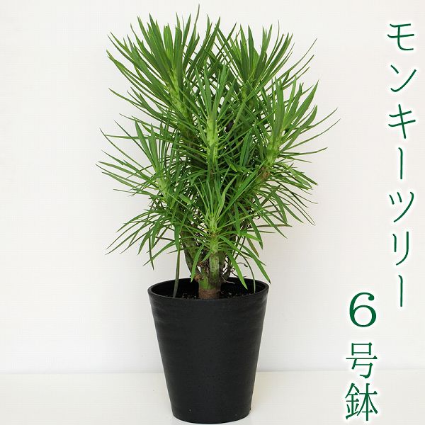 多肉植物 観葉植物 盛時 付届け 生誕年月日贈与 猿猴樹木 セネシオ クレイニア 6号ボール 生地直送 多肉植物 観葉植物 貨物輸送無料 鉢花くれる 配物 お花宅配 観葉植物宅配 開店慶び事 リロケーション祝い 設営祝い ハイカラ 室内装飾 室内 Hotjobsafrica Org