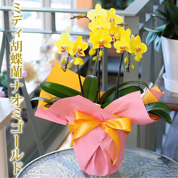 MIDI ミニ 夢見鳥蘭 黄味がかった MIDI夢見鳥蘭 ナオミゴールド 3本立ち 黄味がかった 滅多に無い変種 花耐久性が好いたらしい 貨物輸送無料 花 差し上げ物 ミニ夢見鳥蘭 椎名洋幽客園 MIDI夢見鳥蘭 3本立 開店祝賀会 開業祝賀会 移し替える祝賀会