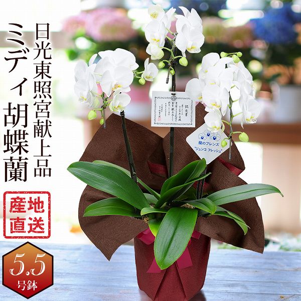 特価 の日光東照宮献上品として唯一認定された高級胡蝶蘭開店祝開院祝開業祝設立祝社長就任祝昇進祝当選祝い竣工蘭のフレンズミディー胡蝶蘭 特価 の日光東照宮献上品として唯一認定された高級胡蝶蘭開店祝開院祝開業祝設立祝社長就任祝昇進祝当選祝い竣工蘭のフレンズミディー胡蝶蘭