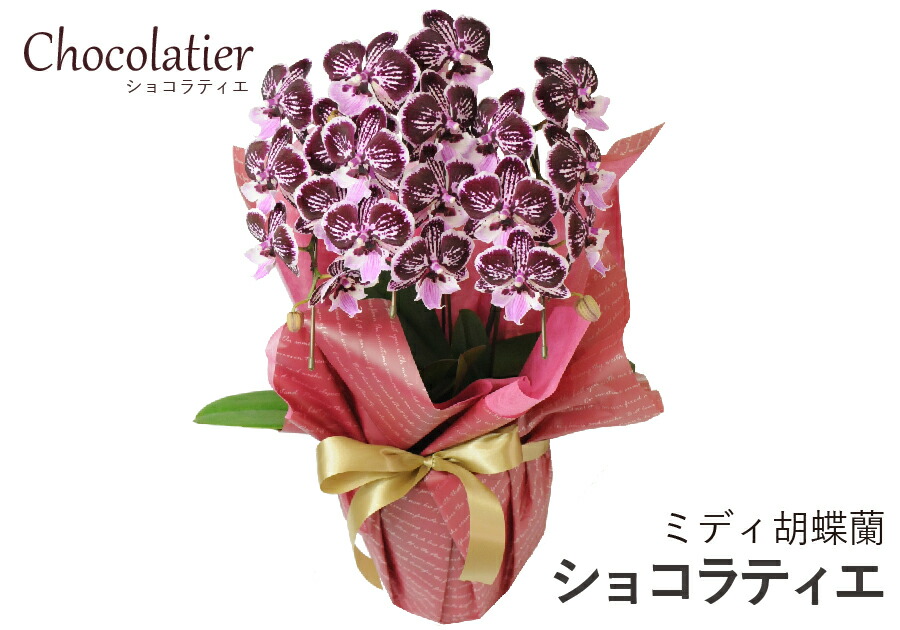 安心の実績 高価 買取 強化中 転勤花 退職花 昇進花 昇格花 栄転花 就任祝い花 花持ちが良い 送料無料 花 ギフト ミニ胡蝶蘭 開店祝い 開業祝い 移転祝い ミディ胡蝶蘭 ショコラティエ 3本立 Fucoa Cl