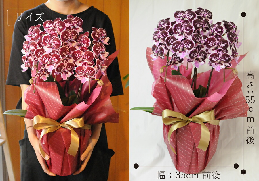 安心の実績 高価 買取 強化中 転勤花 退職花 昇進花 昇格花 栄転花 就任祝い花 花持ちが良い 送料無料 花 ギフト ミニ胡蝶蘭 開店祝い 開業祝い 移転祝い ミディ胡蝶蘭 ショコラティエ 3本立 Fucoa Cl
