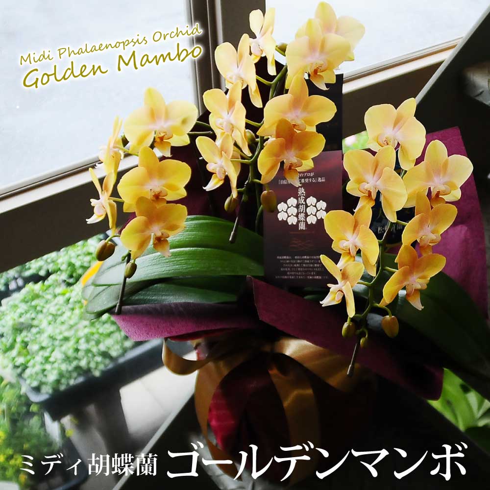 転勤花退職花ミニ胡蝶蘭昇進花開業祝い昇格花栄転花就任祝い花黄金色をイメージさせる黄色い品種ミディ胡蝶蘭就任祝い花 ミディ胡蝶蘭ゴールデンマンボ