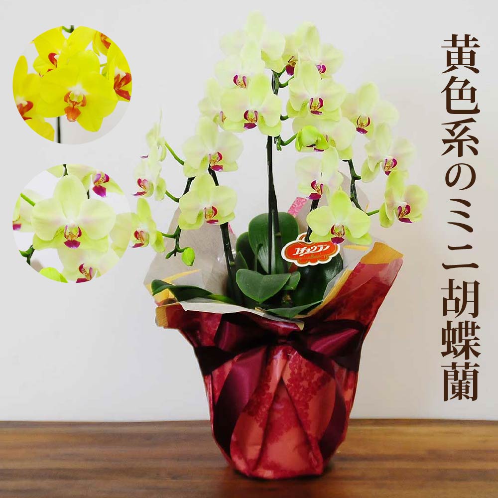 日本人気超絶高評価 の各種お祝い用に 黄色系のミニ胡蝶蘭黄色い胡蝶蘭ミディ胡蝶蘭送料無料花ギフト黄色系ミニ胡蝶蘭3本立 最新作の好評 の