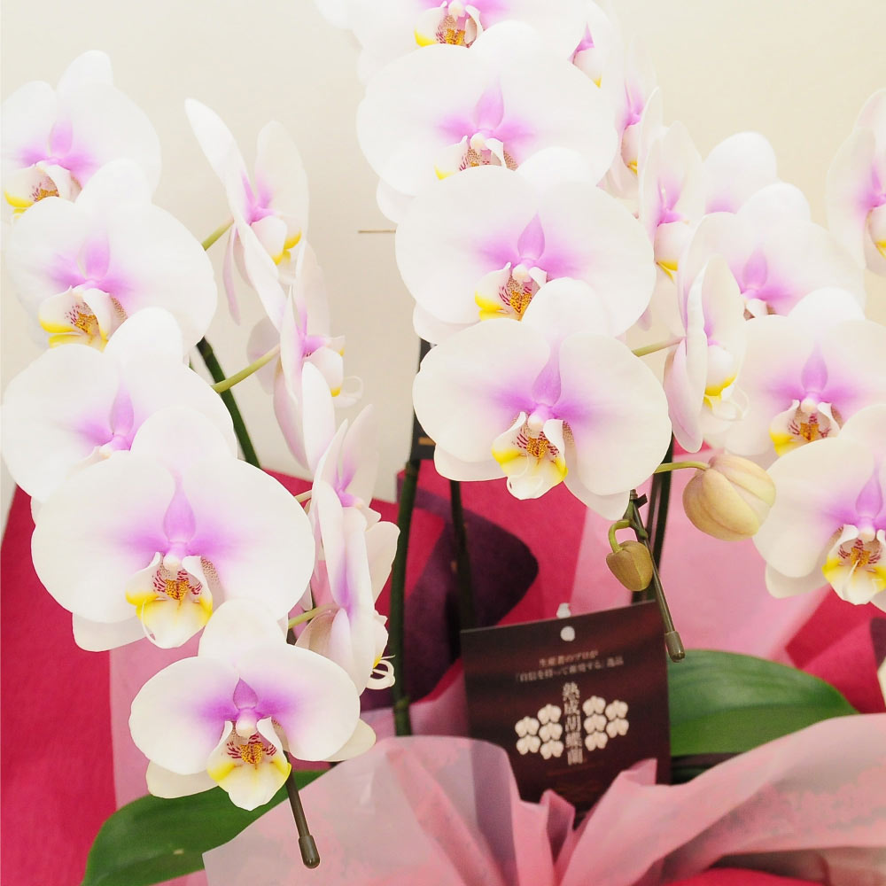 最新な お祝いギフトに最適な胡蝶蘭 開店祝 開業祝 お祝いギフトに最適な胡蝶蘭 ピンク 3本立ち ミディー胡蝶蘭 生花 Attorneyrick Com