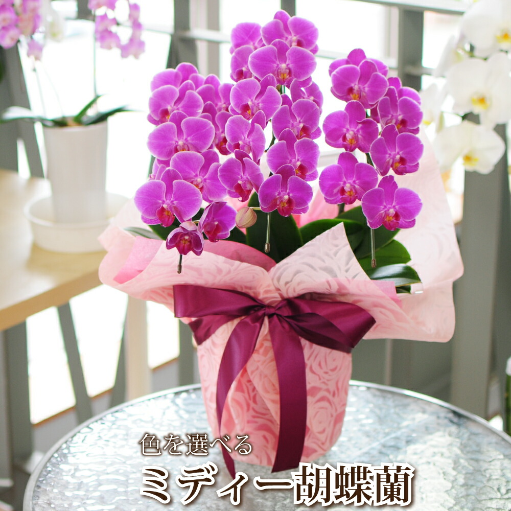 チョウラン 白 蝉アルバか桜血統で選べる お尊厳値のミディー胡蝶蘭 3創作立ち ミディ胡蝶蘭 3本立 貨物輸送無料 全盛期 御土産 ミニ胡蝶蘭 開店祭 開業祝い 移ろう祝い Barlo Com Br