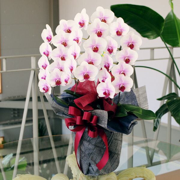 開店祝い 胡蝶蘭 セミアルバ 3本立ち 2l サイズ 移転祝い 開業祝い 就任祝い 当選祝い 竣工式 Sale 79 Off