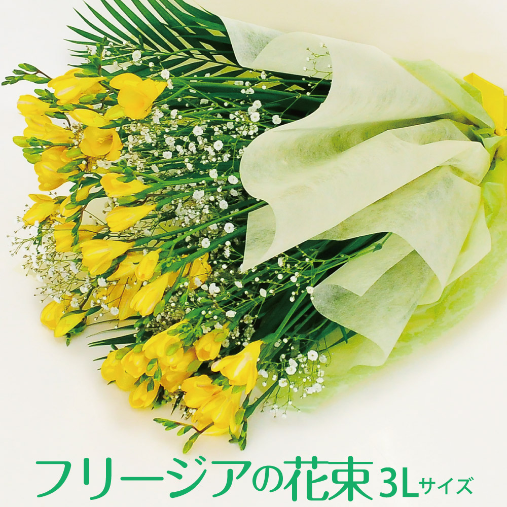 楽天市場 切花 フリージア 黄色 10本 生花 良い香り 花束は ３００円でできます 備考欄にご記入ください 花のクローバー 楽天市場店