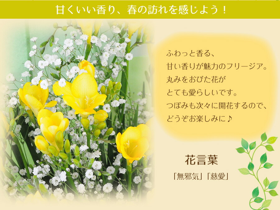 ホワイトデー お返し 花 生花 花束 フリージア ひなまつり ひなまつり 花宅配 花 ひな祭り フリージア 花束 生花 花 ギフト 春 送料無料 フリージアの花束 3l お祝い 誕生日 プレゼント 卒業 卒園 退職 記念日 花束ギフト 宅配 フラワーギフト お祝いに贈る花束ギフト 花宅配 ホワイトデー お返し 花 生花 花束 フリージア ひなまつり ひなまつり 花宅配 花 ひな祭り フリージア 花束 生花 花 ギフト 春 送料無料 フリージアの花束 3l お祝い 誕生日 プレゼント 卒業 卒園 退職 記念日 花束ギフト 宅配 フラワーギフト お祝いに贈る花束ギフト 花宅配
