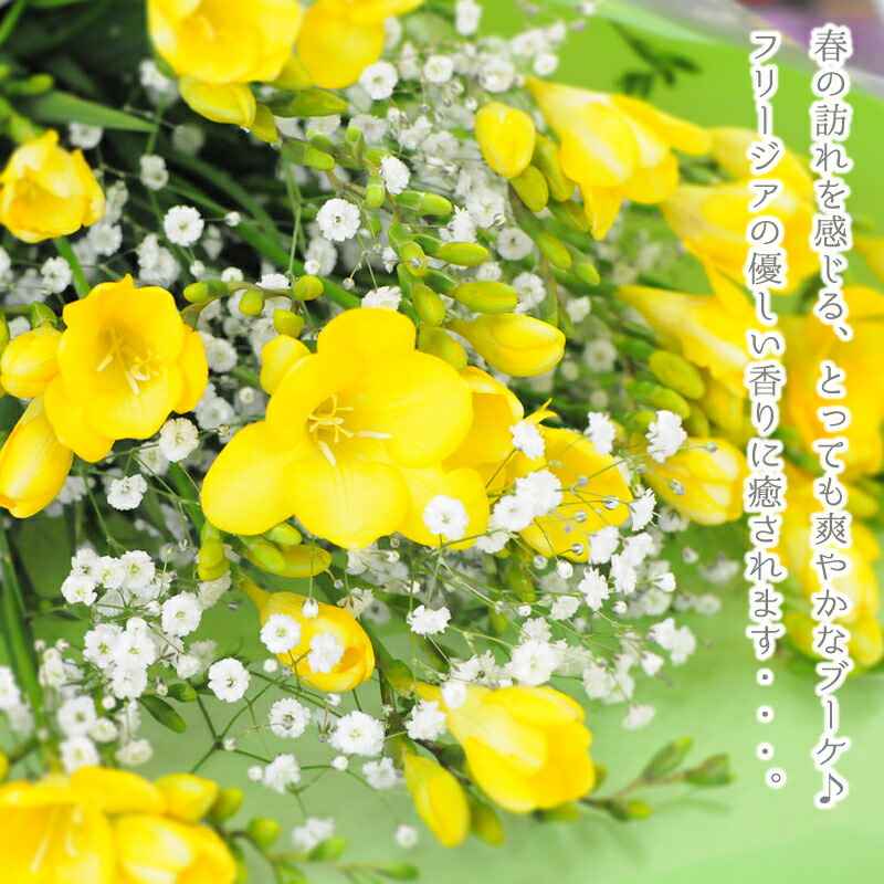 ホワイトデー お返し 花 生花 花束 フリージア ひなまつり ひなまつり 花宅配 花 ひな祭り フリージア 花束 生花 花 ギフト 春 送料無料 フリージアの花束 3l お祝い 誕生日 プレゼント 卒業 卒園 退職 記念日 花束ギフト 宅配 フラワーギフト お祝いに贈る花束ギフト 花宅配 ホワイトデー お返し 花 生花 花束 フリージア ひなまつり ひなまつり 花宅配 花 ひな祭り フリージア 花束 生花 花 ギフト 春 送料無料 フリージアの花束 3l お祝い 誕生日 プレゼント 卒業 卒園 退職 記念日 花束ギフト 宅配 フラワーギフト お祝いに贈る花束ギフト 花宅配