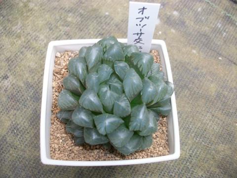 楽天市場 多肉植物 ハオルチア オブツーサ交配 3号鉢苗 ユリ科 花工房たんぽぽ こだわりの宿根草