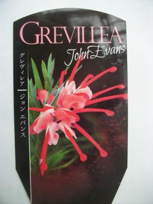 楽天市場 グレビレア ジョンエバンス 4号充実苗 オーストラリアの花 珍しい花 お買い得価格 花工房たんぽぽ こだわりの宿根草