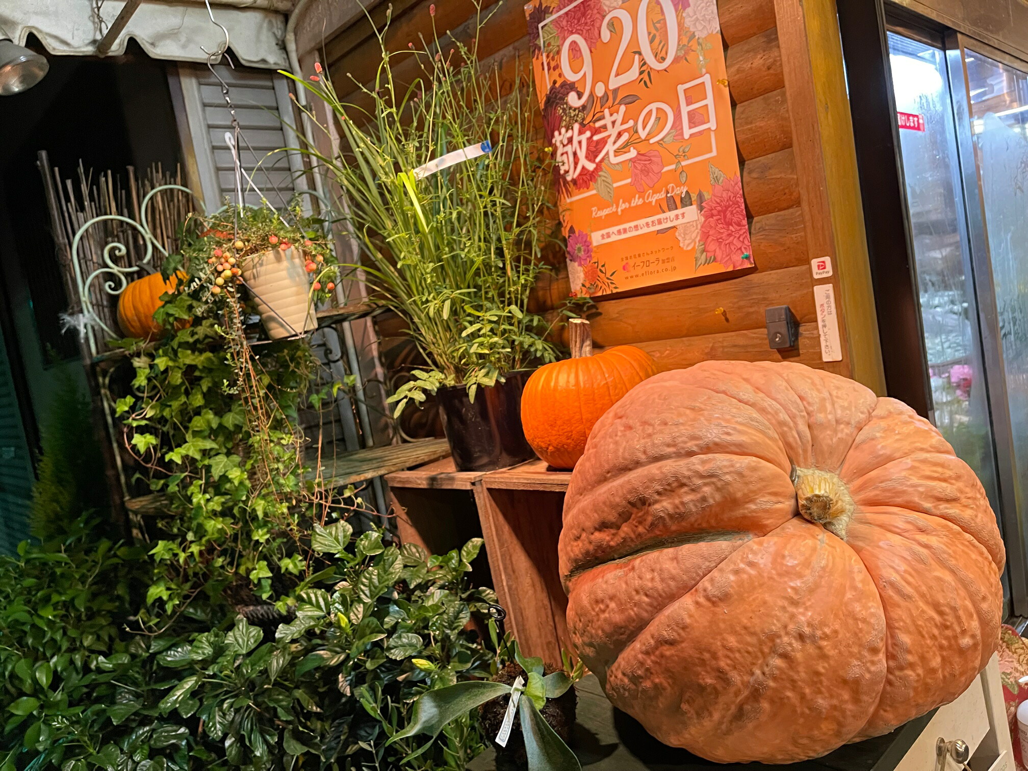楽天市場 ハロウィンカボチャ 超特大カボチャ アトランティックジャイアント 店頭渡しで半額に致します ｈａｎａｋｕｍａ 楽天市場店
