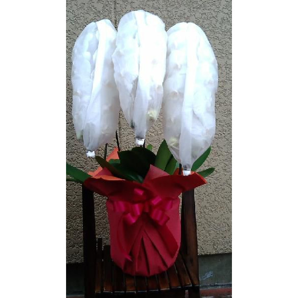 高品質 胡蝶蘭三本立ち誕生日 記念日 高品質 胡蝶蘭三本立ち誕生日