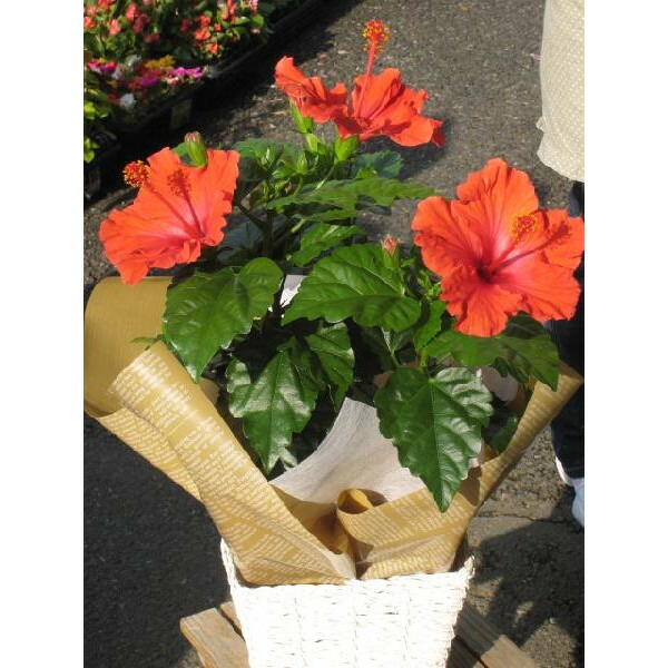 楽天市場】【予約販売】 ハイビスカス オレンジソルベ 7号 鉢植え 送料